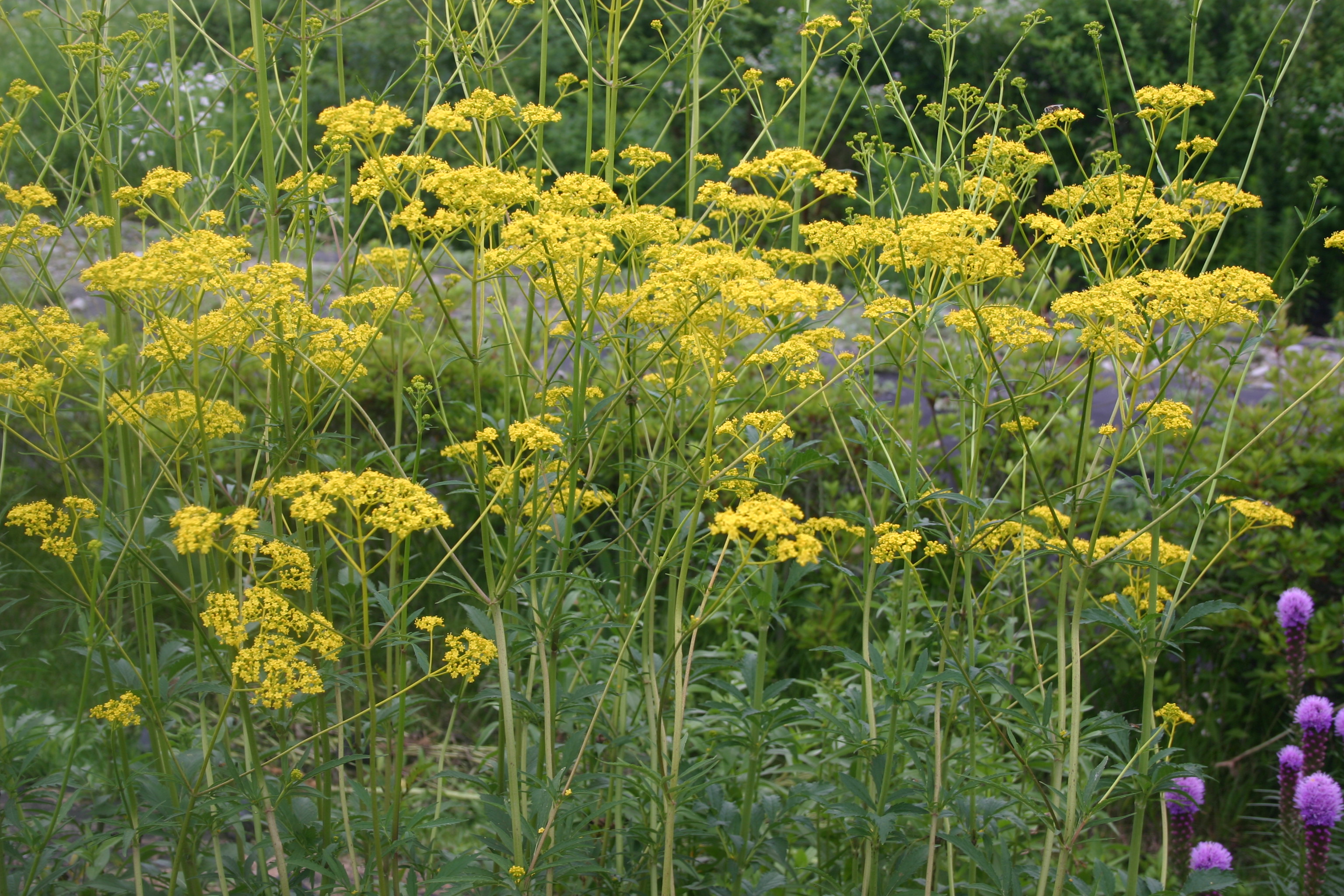 Patrinia scabiosaefolia